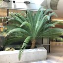 Office plant