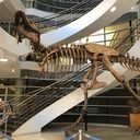 Dinosaur skeleton